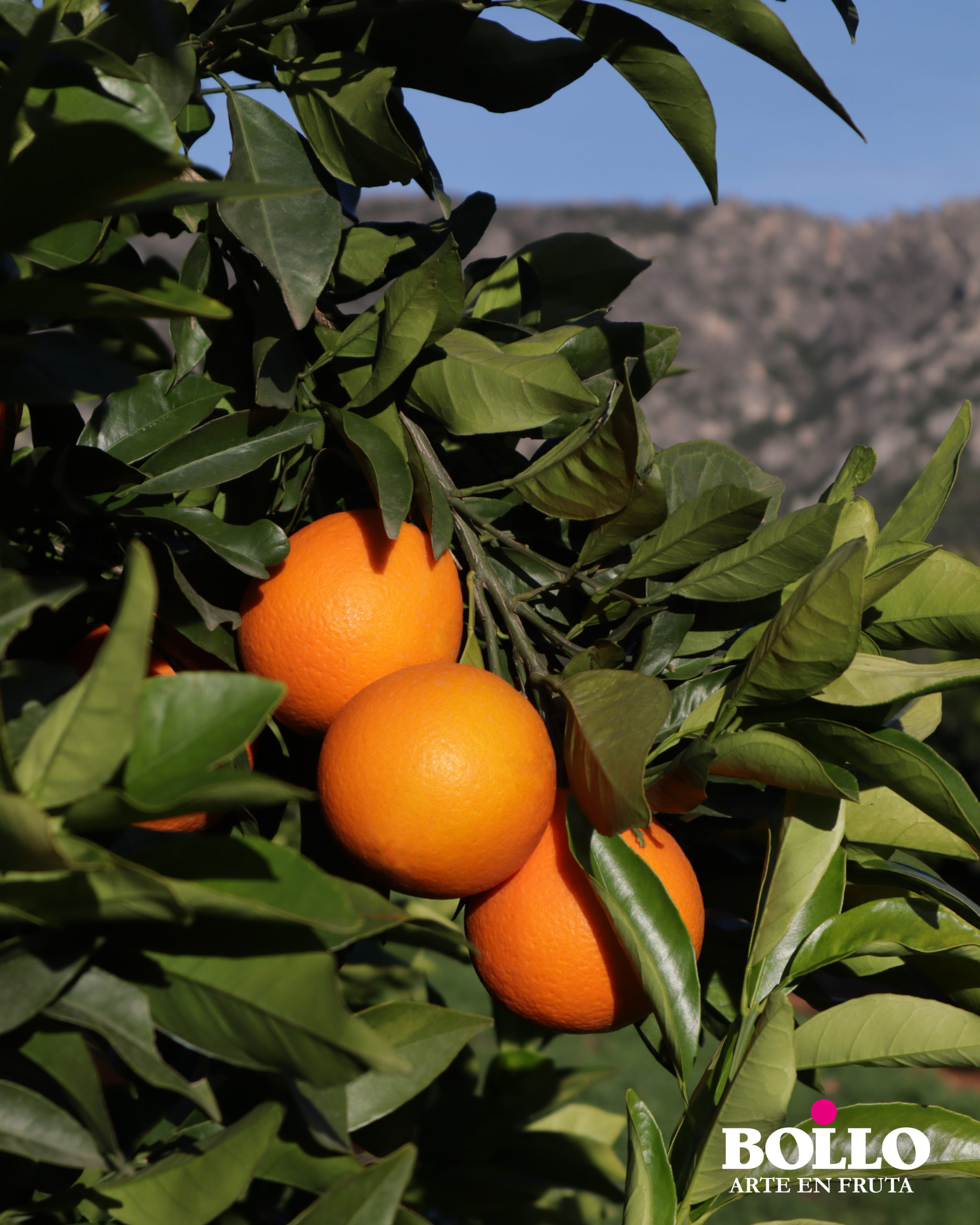 Empezamos el sábado rodeados de deliciosas naranjas Bollo Fruits