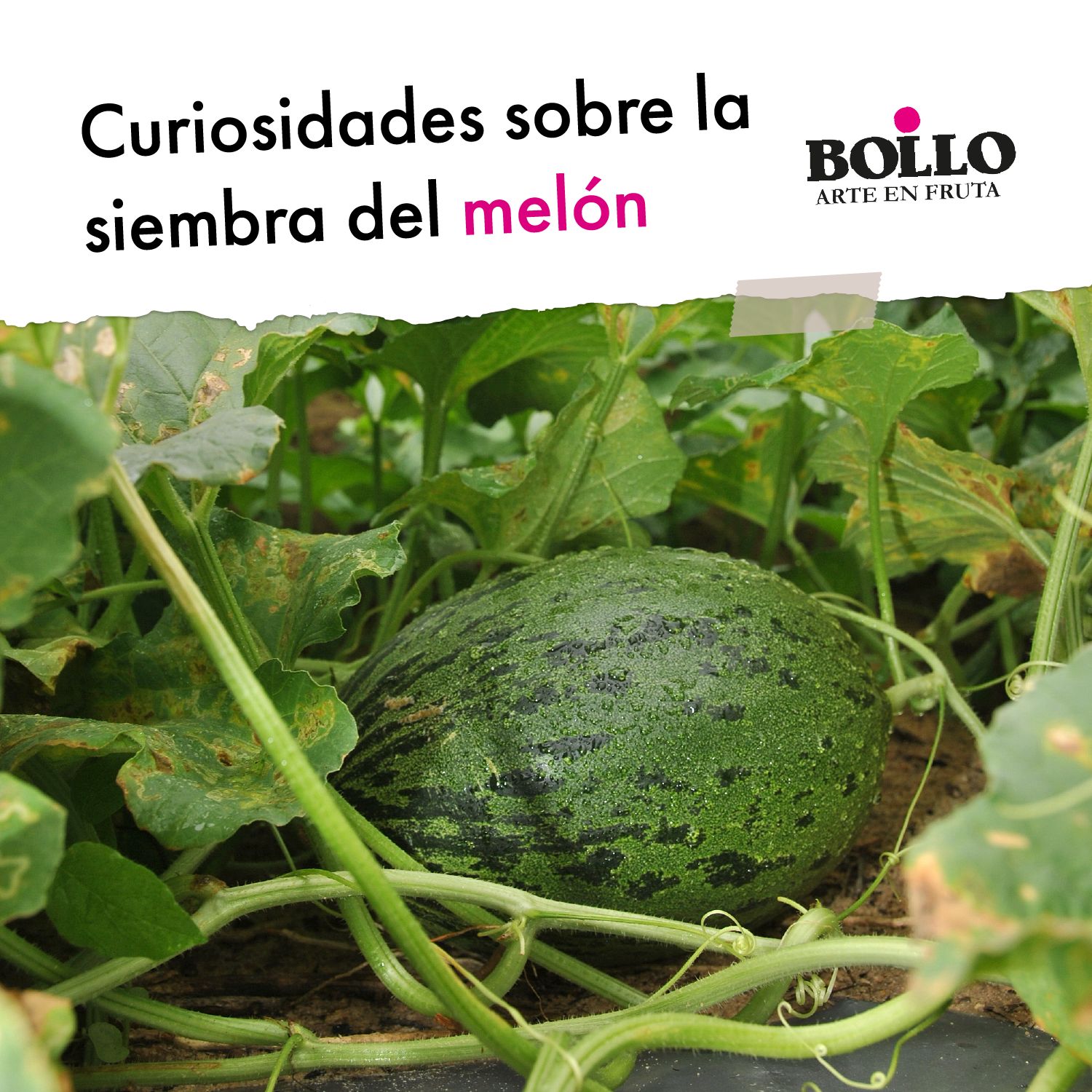 Curiosidades de la siembra del melón